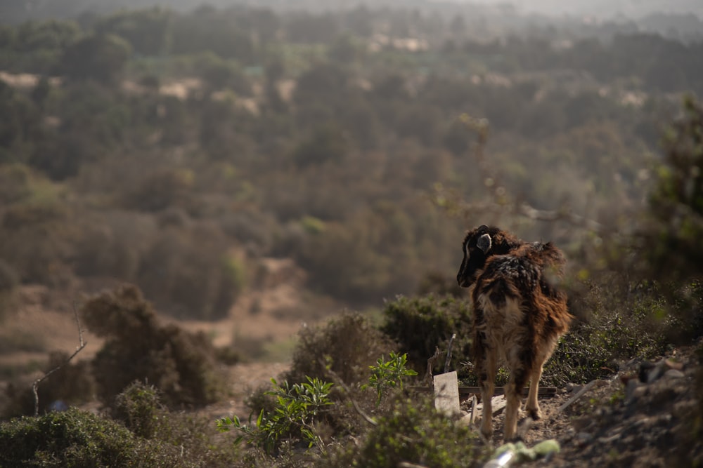 a dog standing on top of a lush green hillside