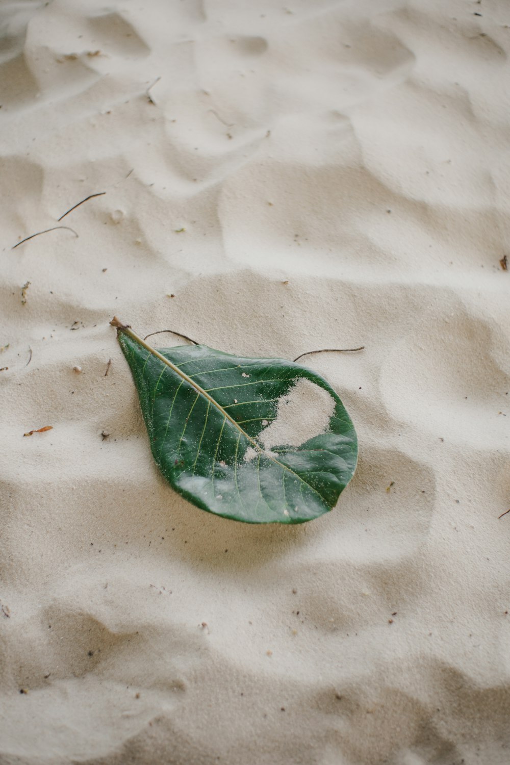 une feuille verte posée sur une plage de sable