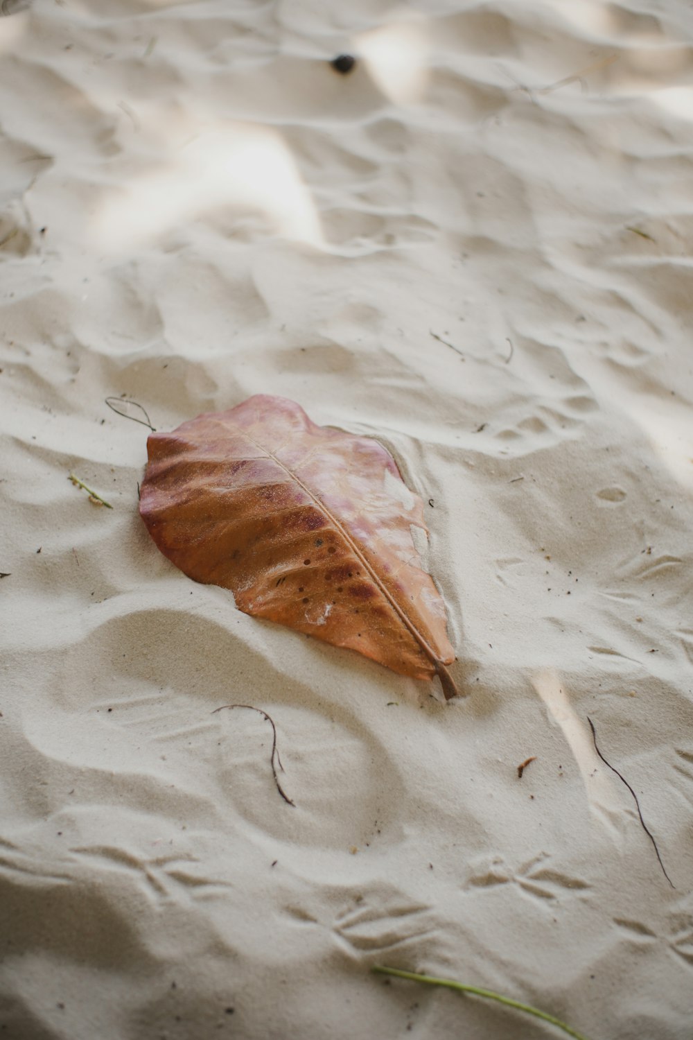 uma folha deitada em cima de uma praia de areia