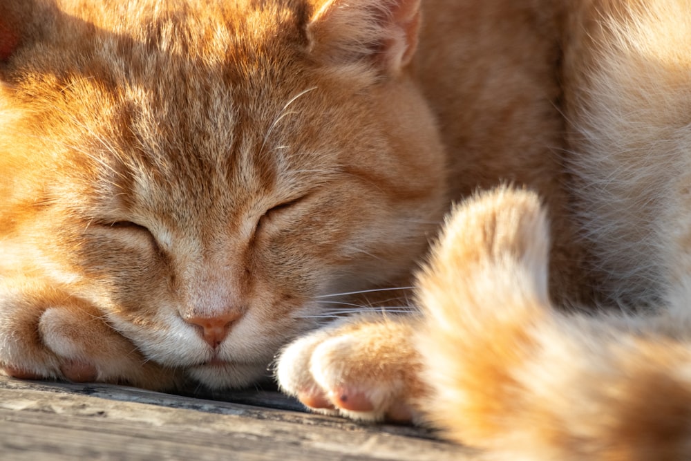 a close up of a cat sleeping on a wooden surface