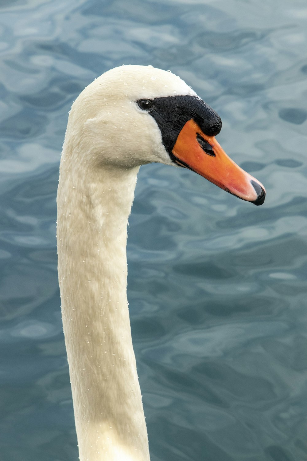 a close up of a swan in the water