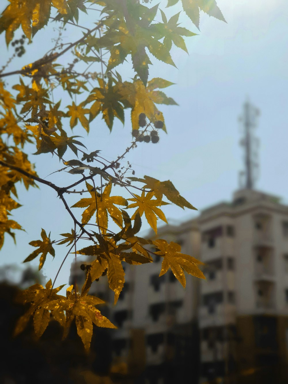 a tree branch with yellow leaves in front of a building