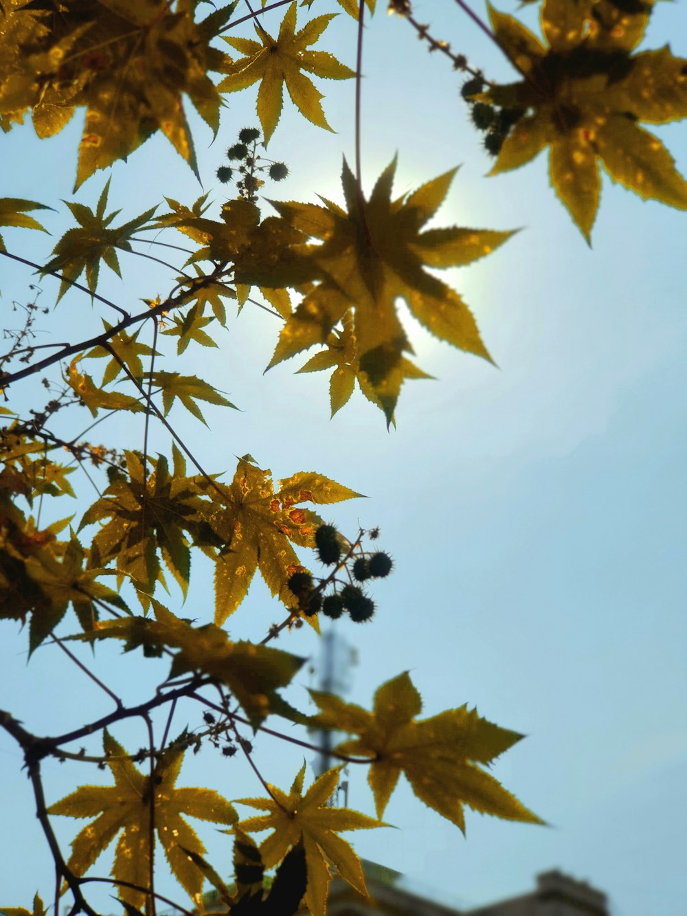 the leaves of a tree with a building in the background