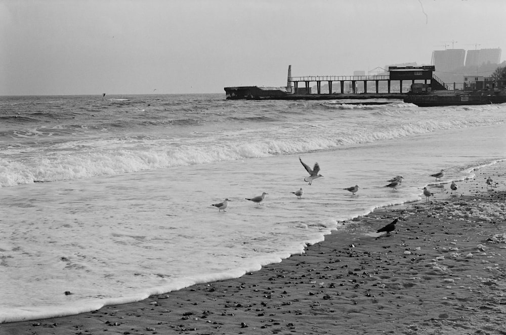 a flock of birds standing on top of a beach next to the ocean