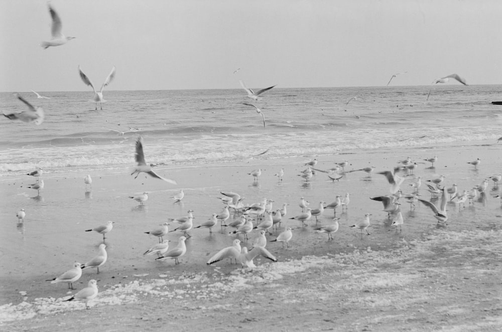 a flock of seagulls flying over a beach next to the ocean