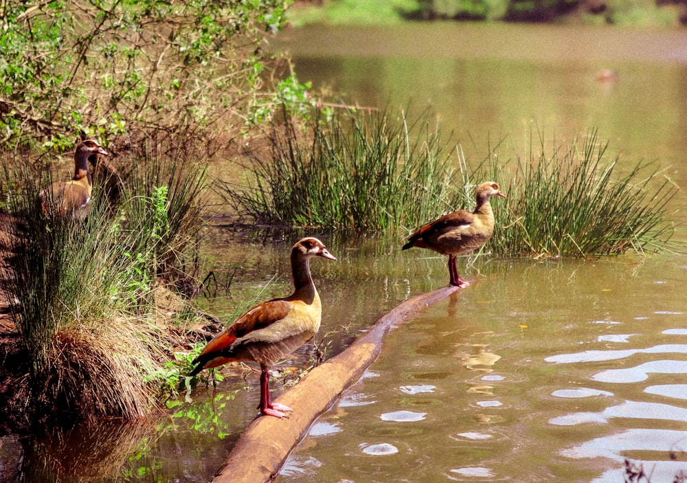 a group of ducks standing on a log in the water