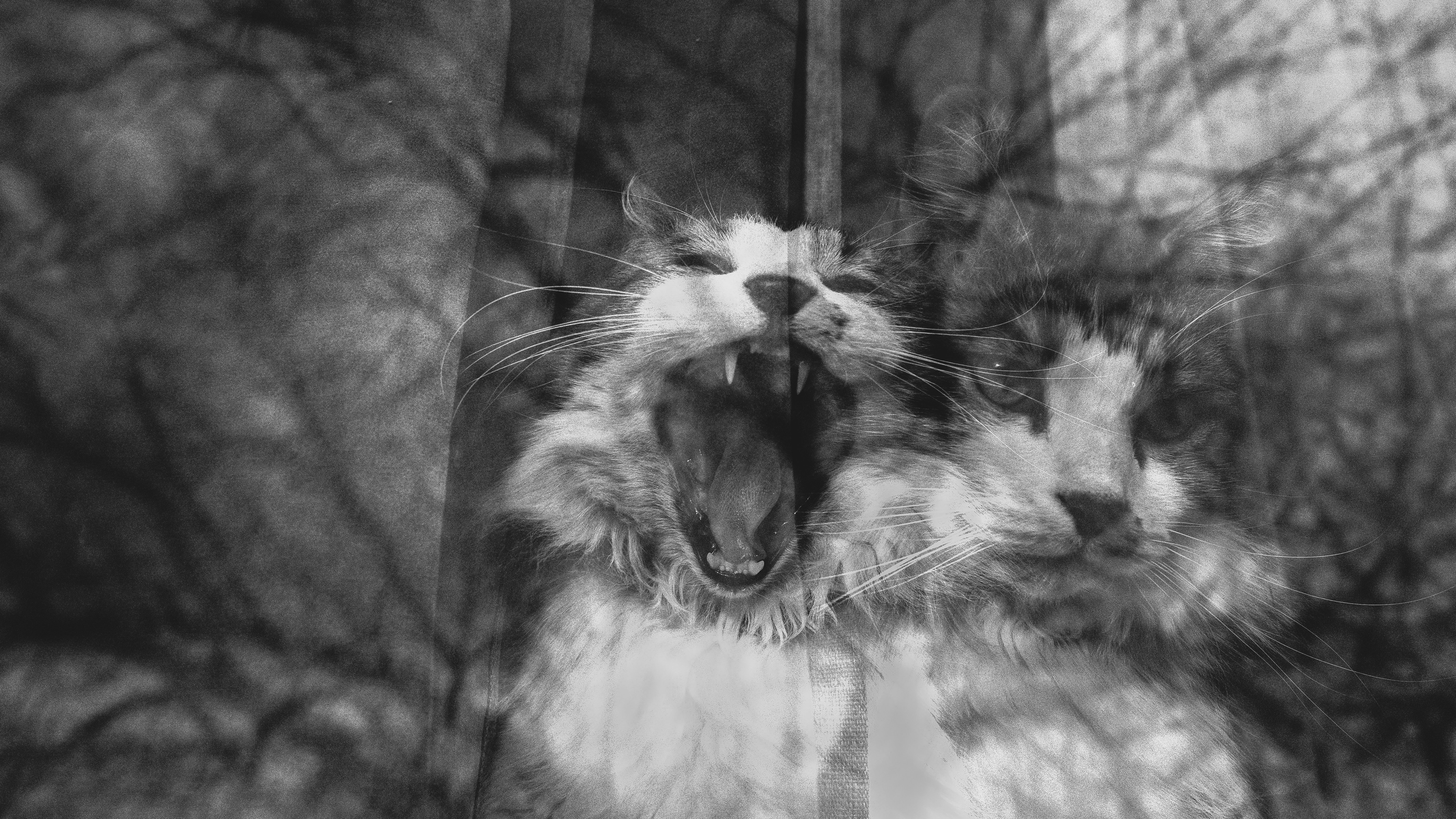 white teeth wallpaper, wallpaper, White Spot Gigi: Penyebab, Penanganan, dan Pencegahannya 2