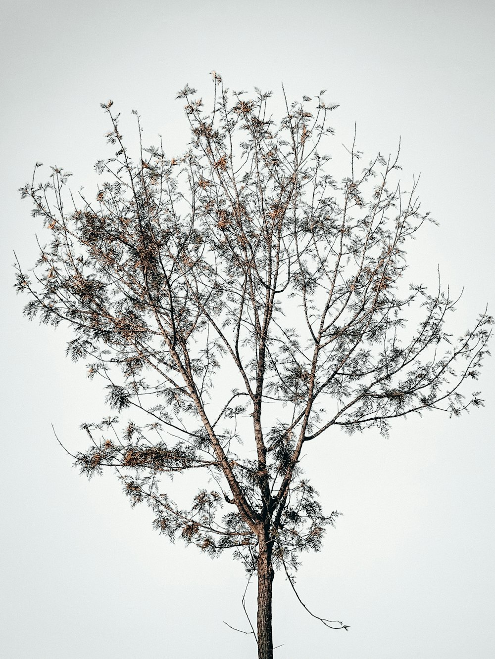 a small tree with lots of leaves on it