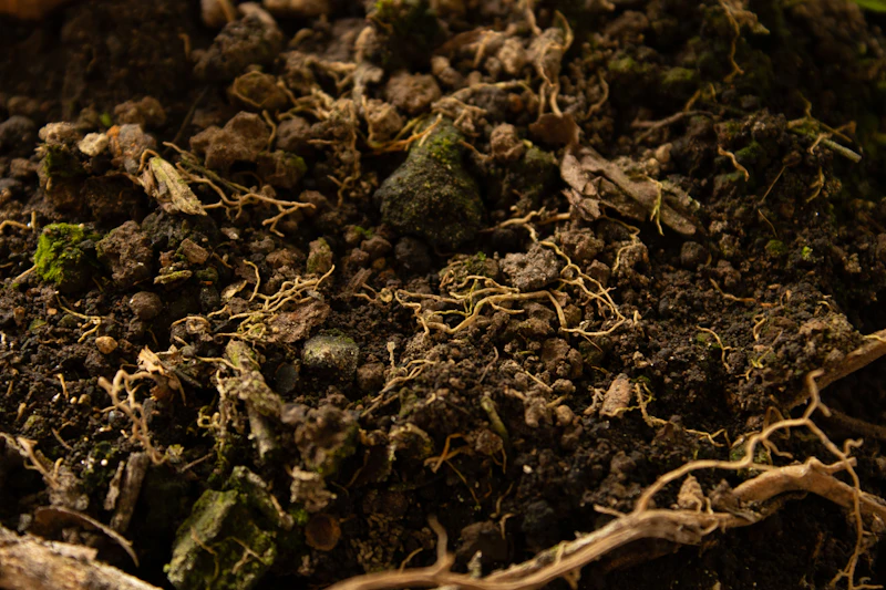 Springtails in Substrate — Collembola Bloom