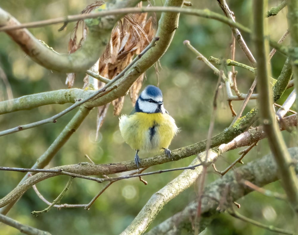 a small blue and yellow bird perched on a tree branch