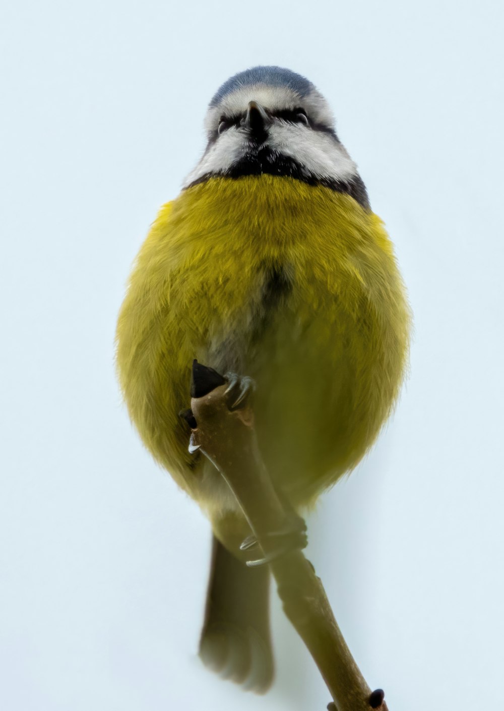 ein kleiner gelb-schwarzer Vogel, der auf einem Ast sitzt