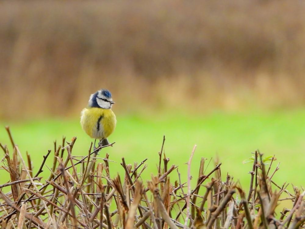 a small yellow and blue bird sitting on top of a bush