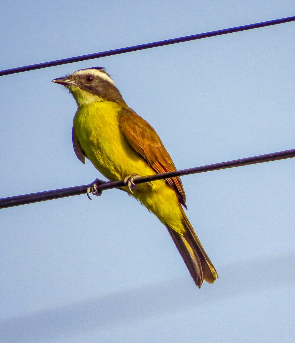 a small yellow bird sitting on a wire