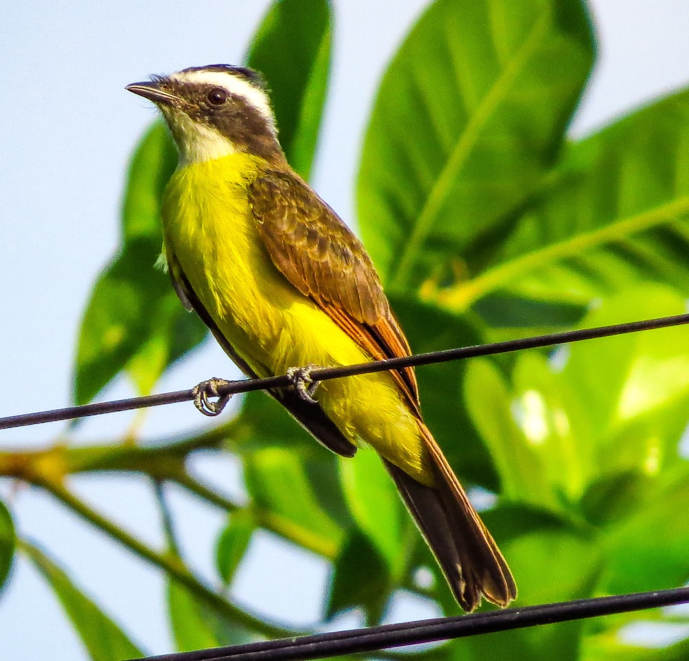 a small yellow bird sitting on a wire