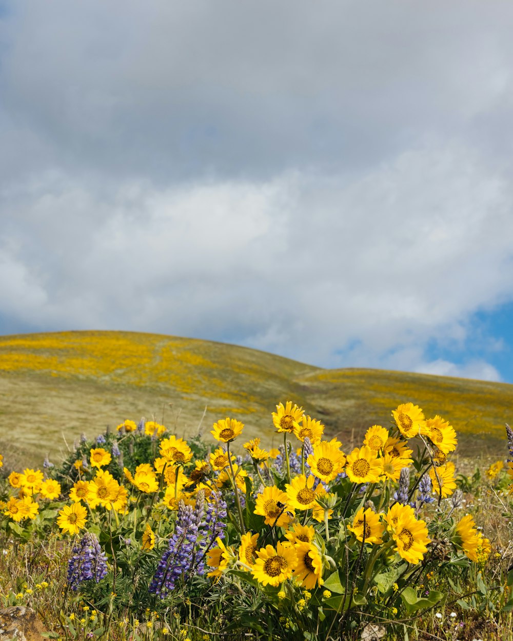 a field full of yellow and purple flowers