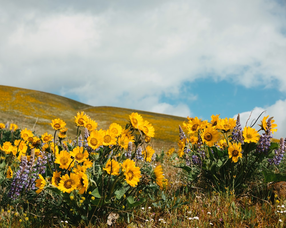 a field full of yellow and purple flowers