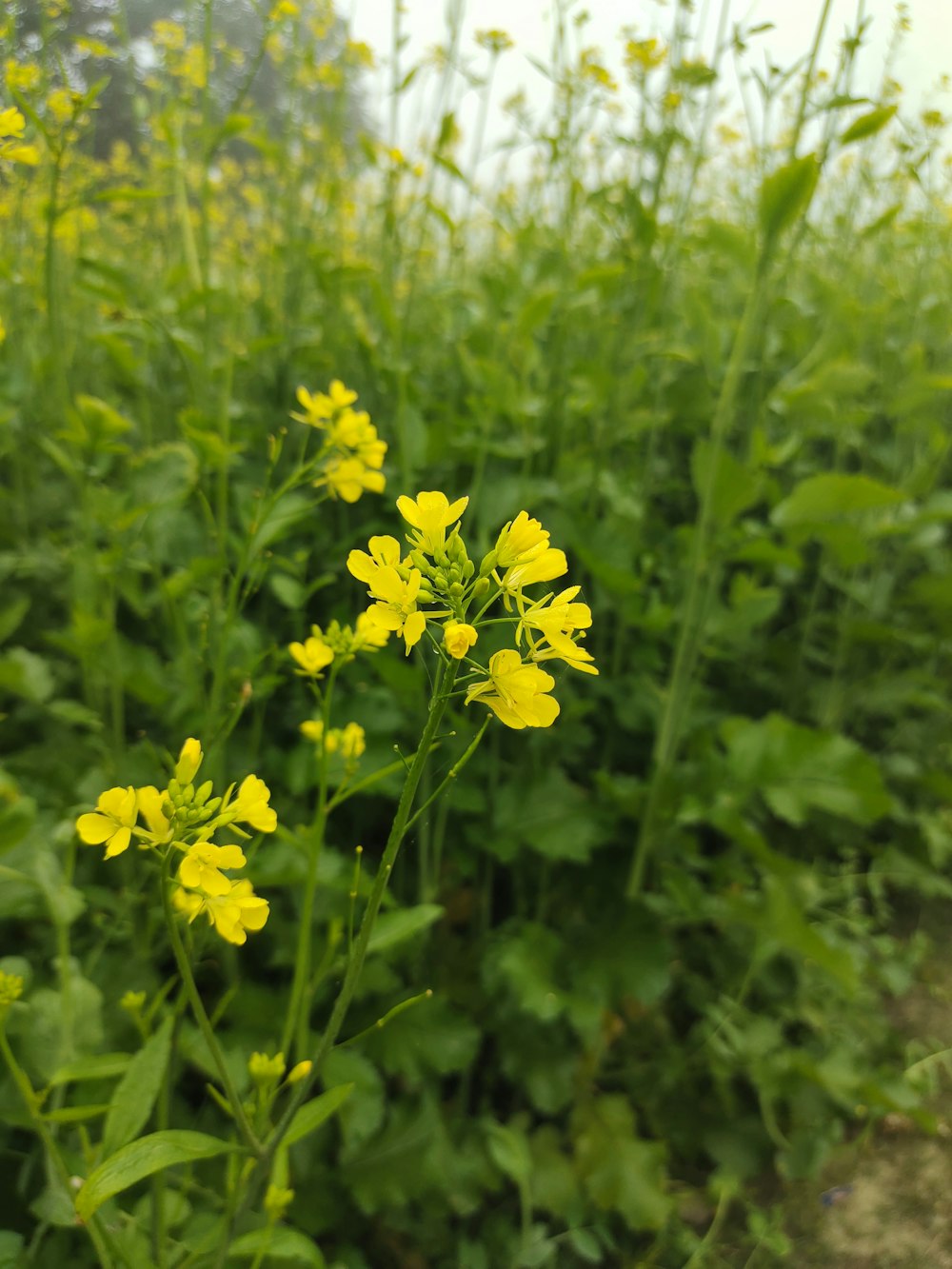 a field of yellow flowers in the middle of the day