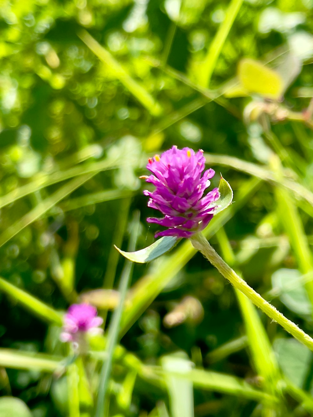 a purple flower in a field of green grass