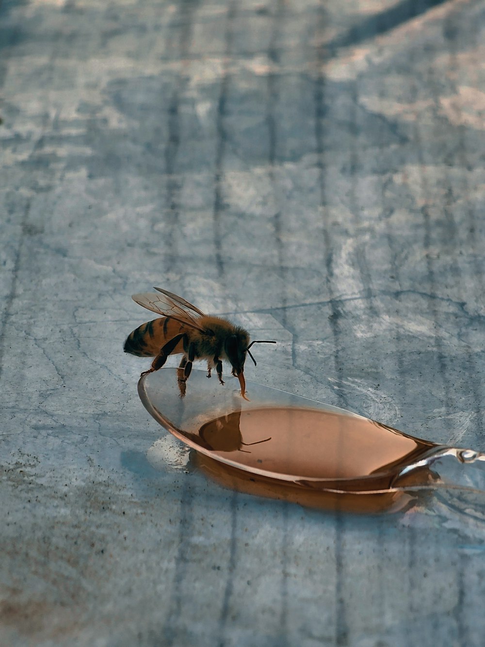 a bee drinking water from a metal bowl