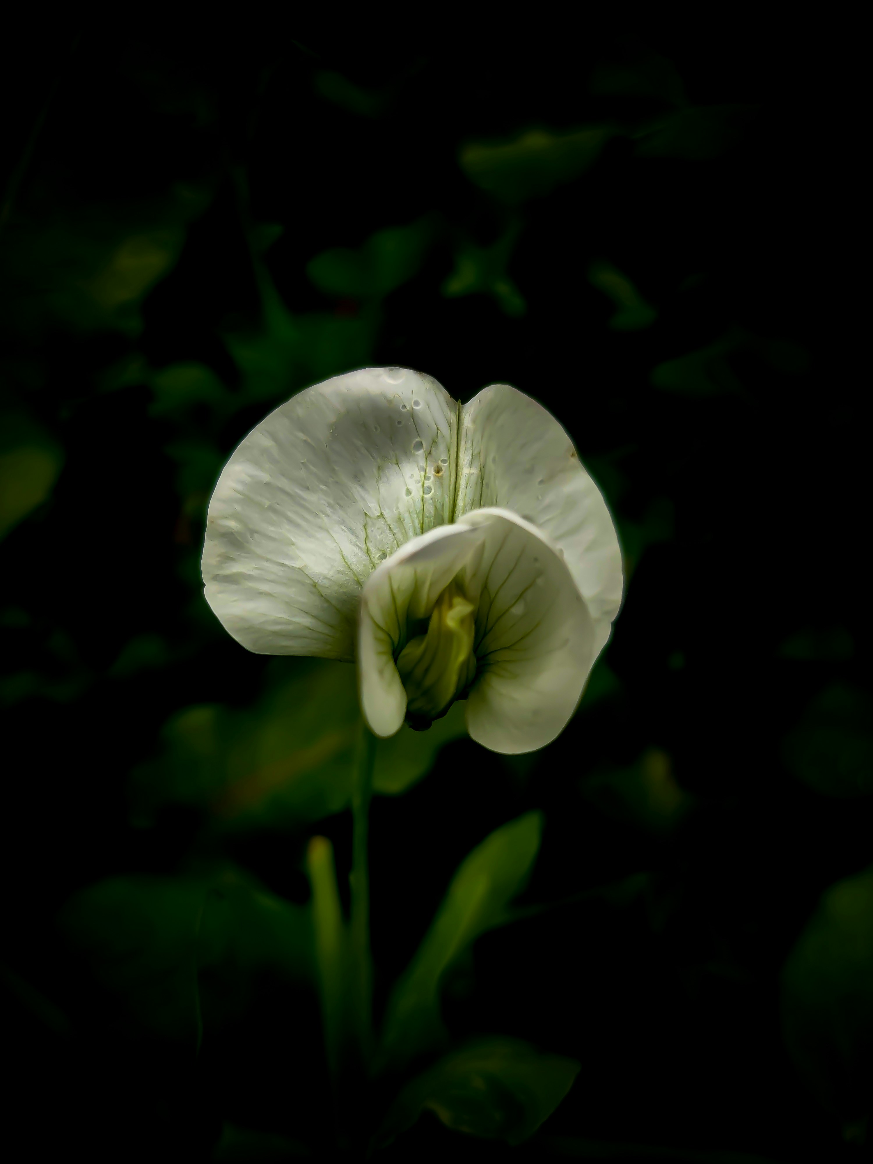 a white flower with green leaves in the background