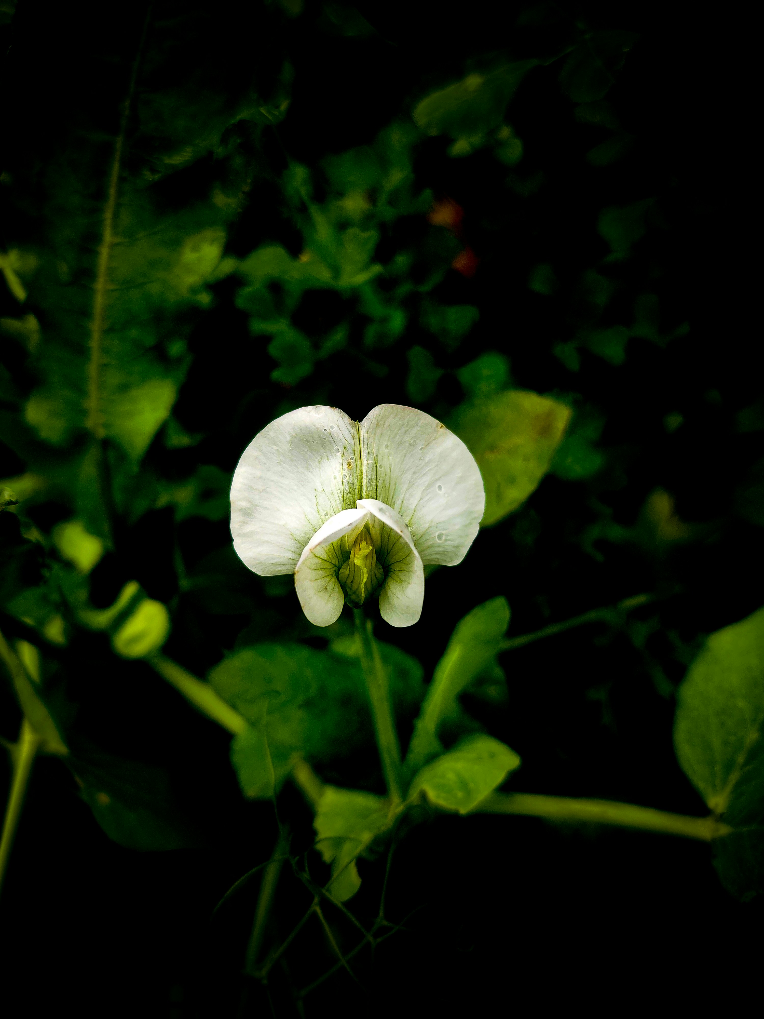a white flower with green leaves in the background