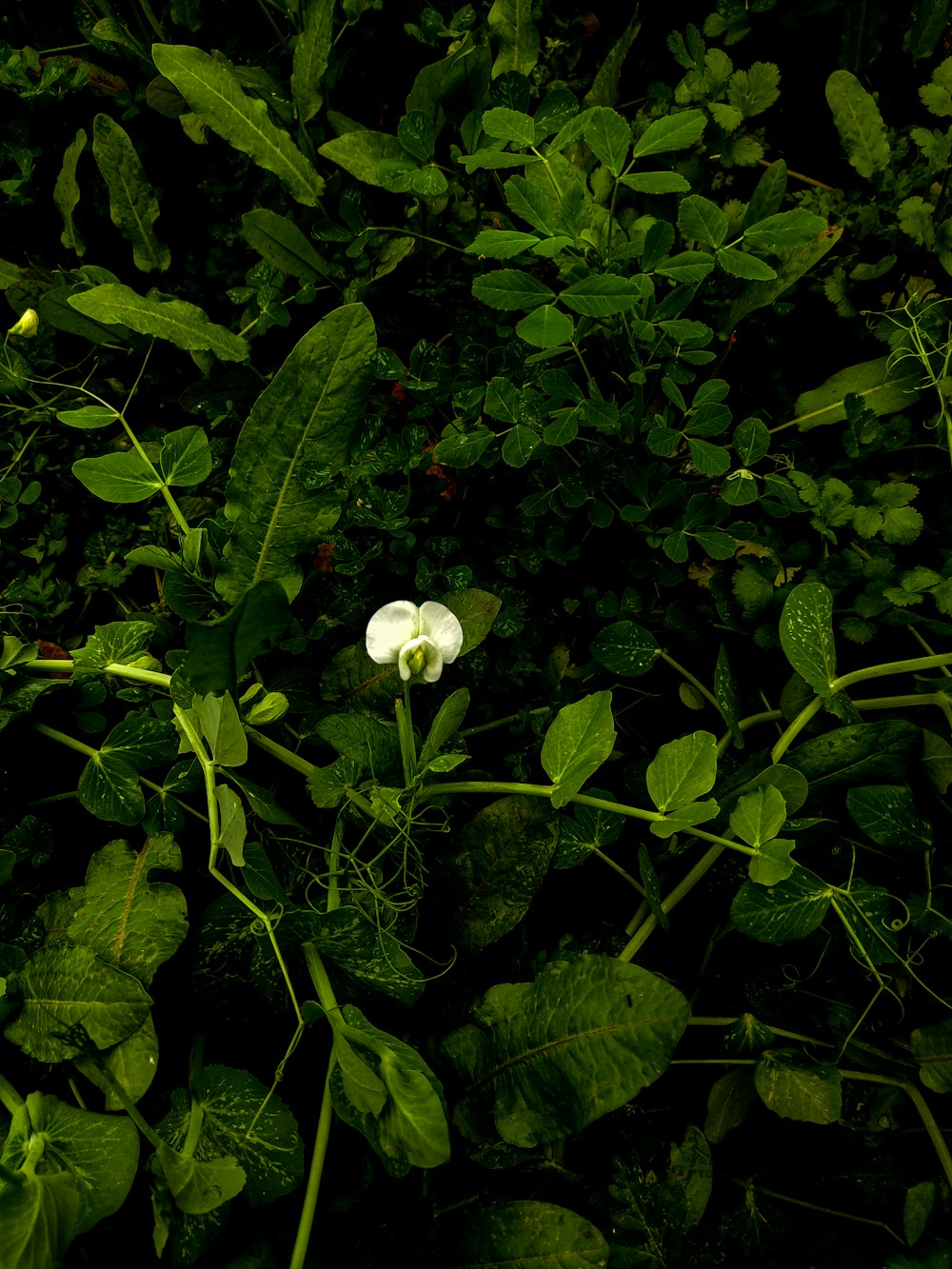 a white flower surrounded by green leaves