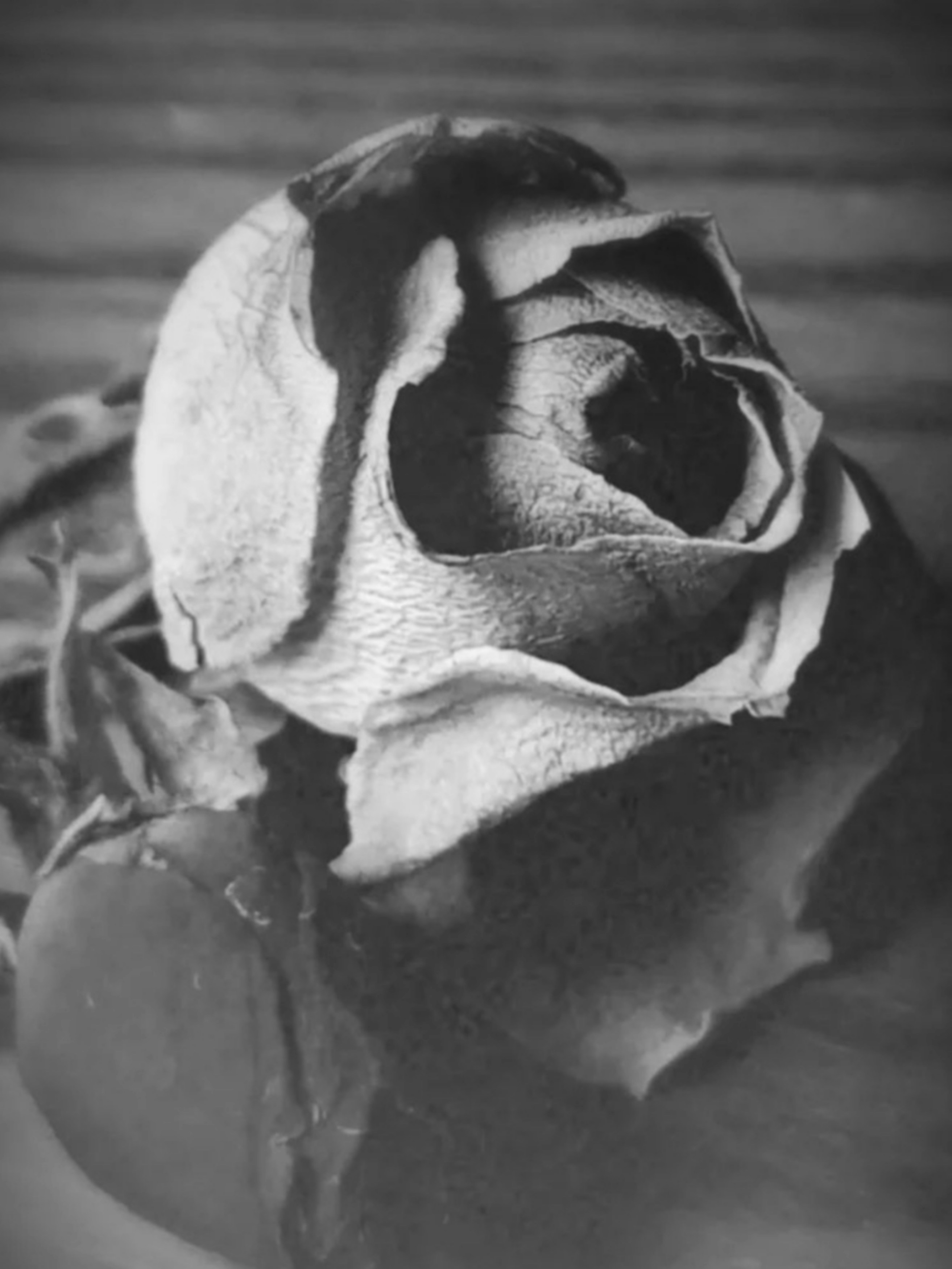 Fotografia en blanco y negro