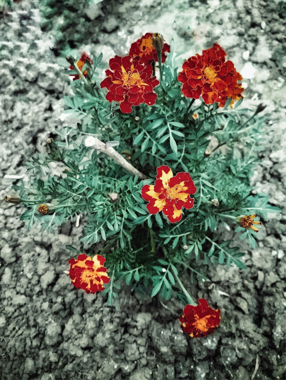 a bunch of red flowers sitting on top of a rock