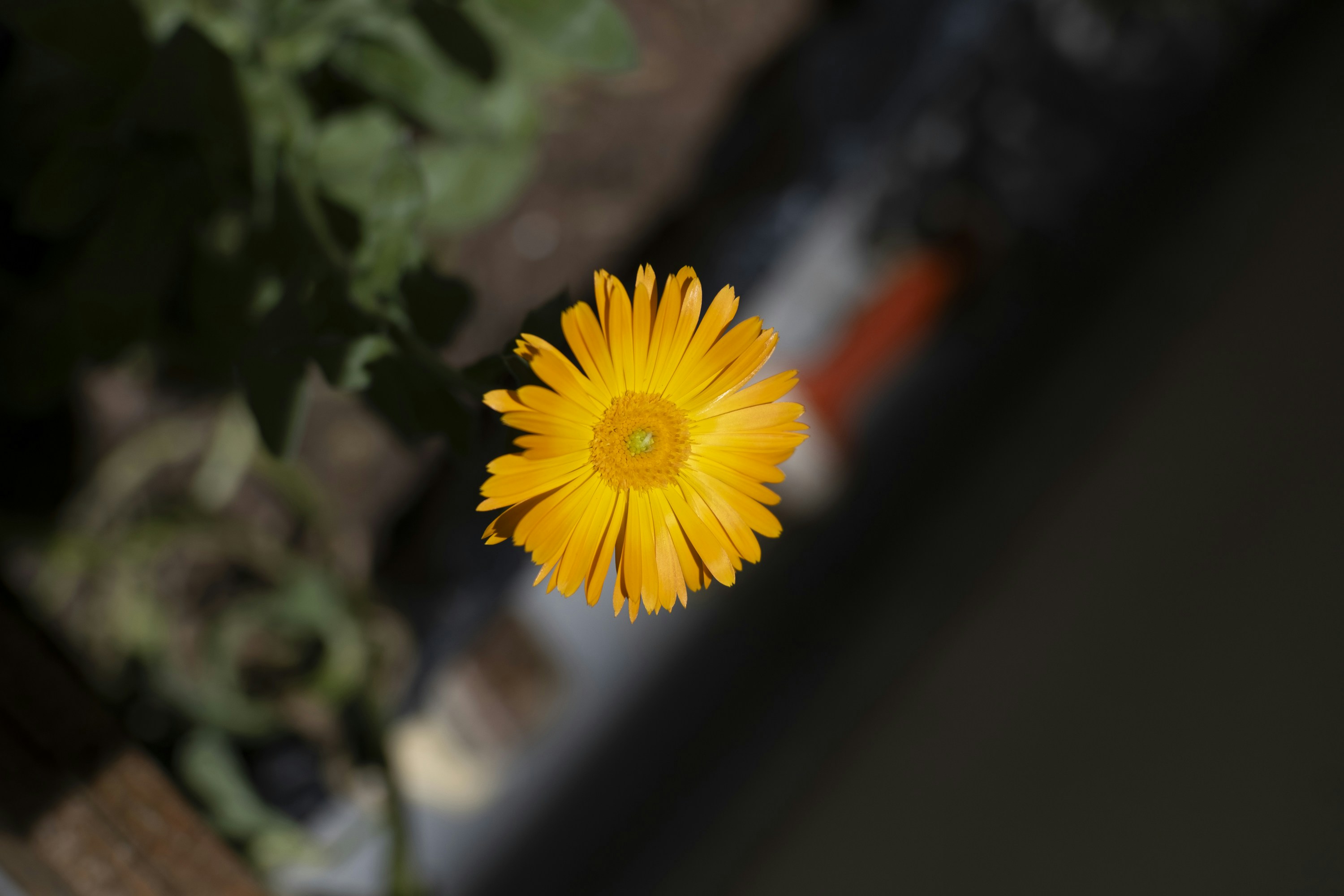 una flor amarilla con un fondo borroso