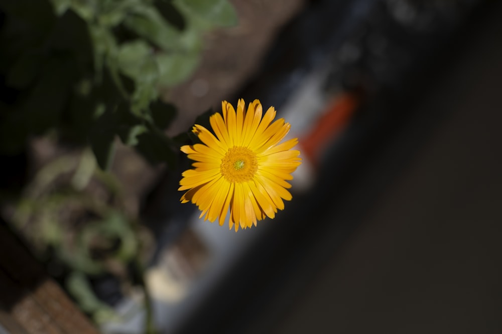 a yellow flower with a blurry background