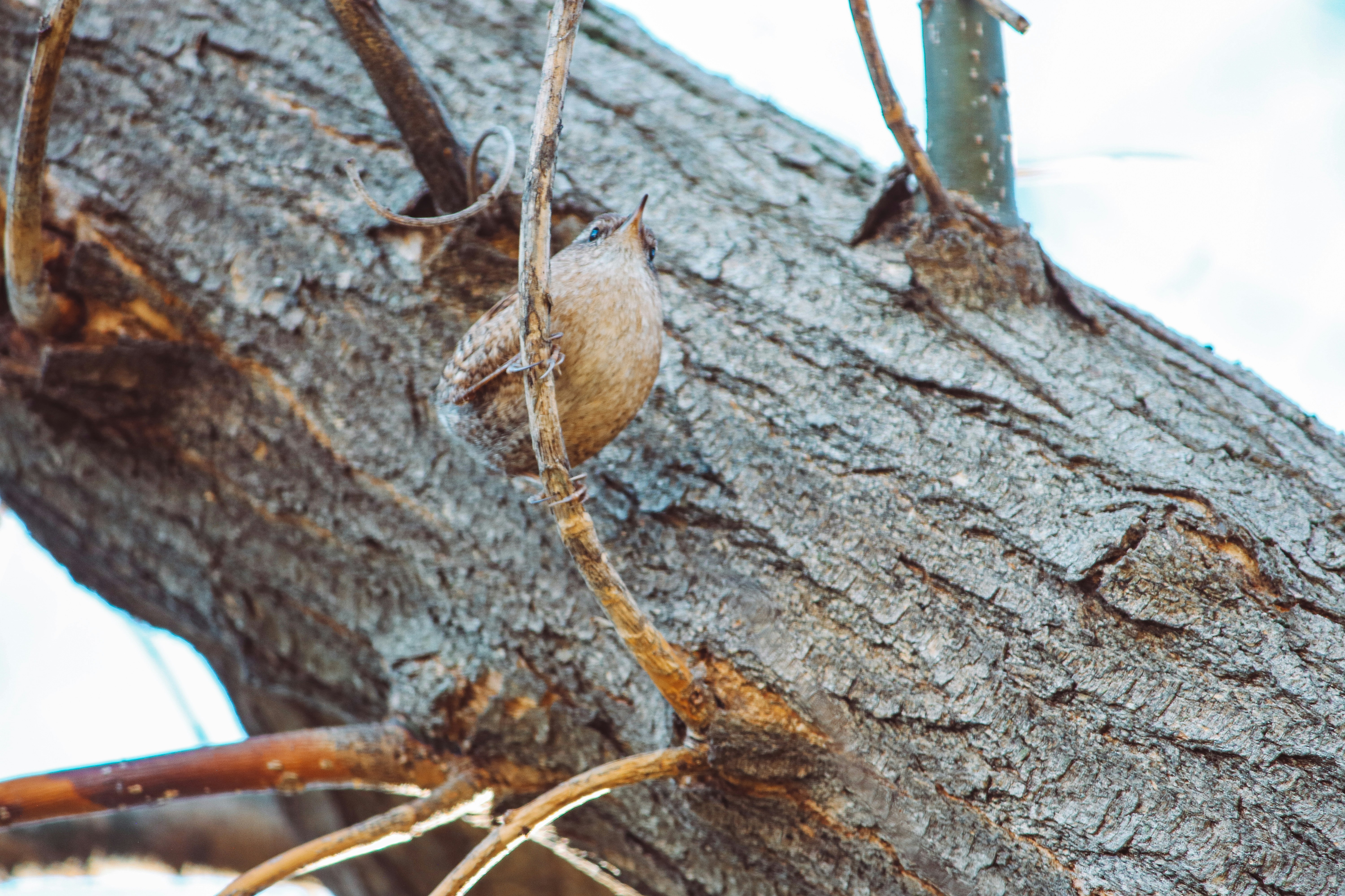 une araignée rampant sur le côté d’un arbre