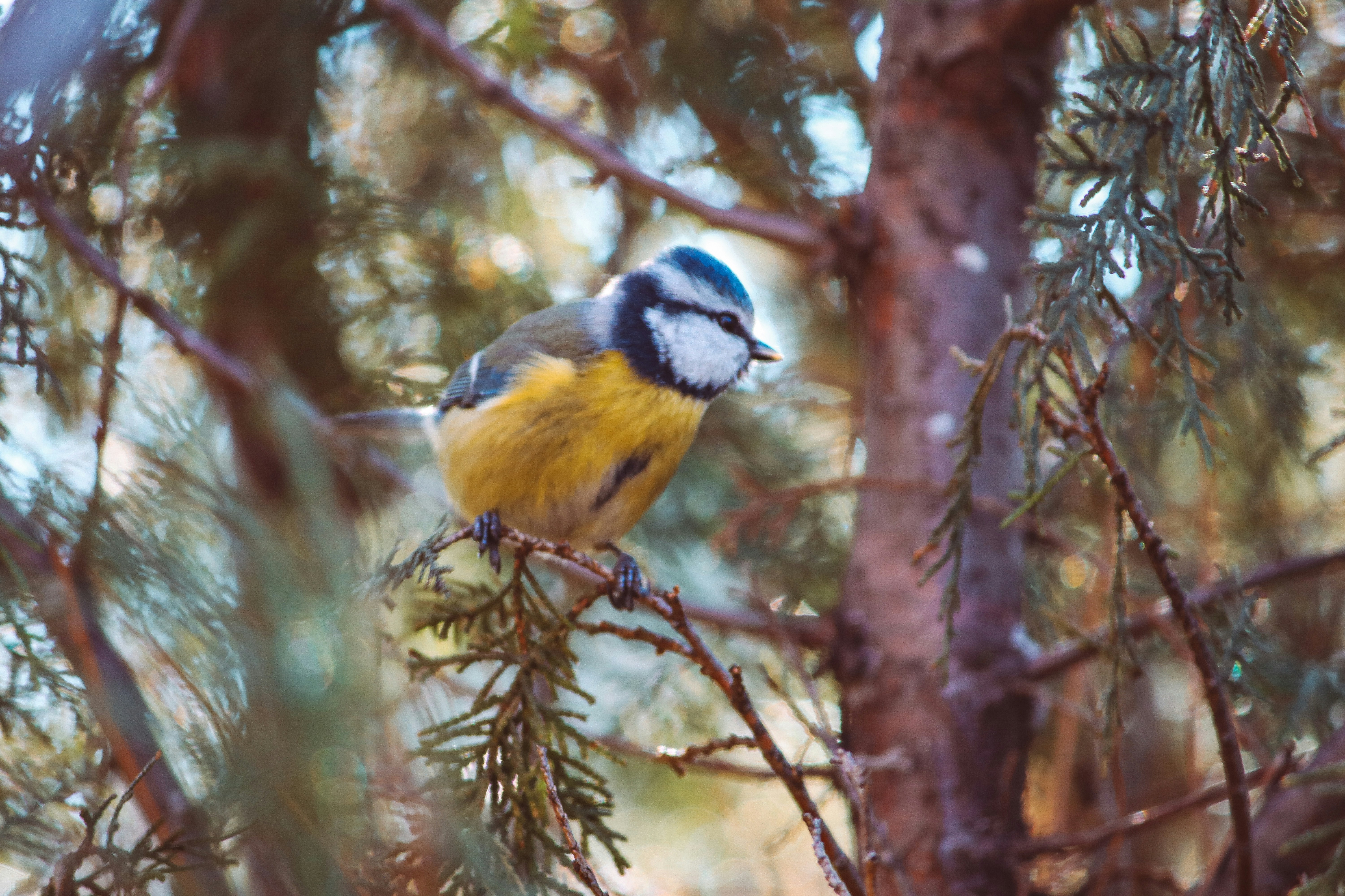 A small blue and yellow bird perched on a tree branch photo – Free Tit ...
