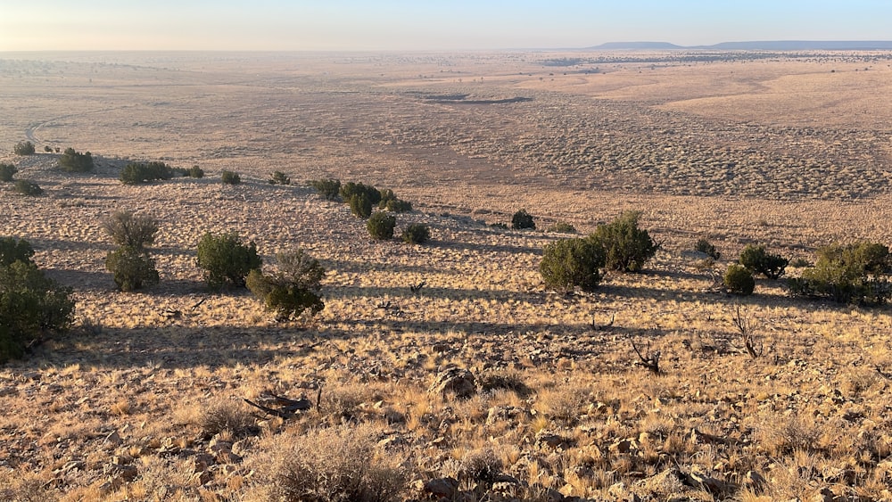 a herd of sheep grazing on top of a dry grass covered field