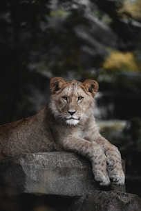 a young lion resting on a rock in a zoo