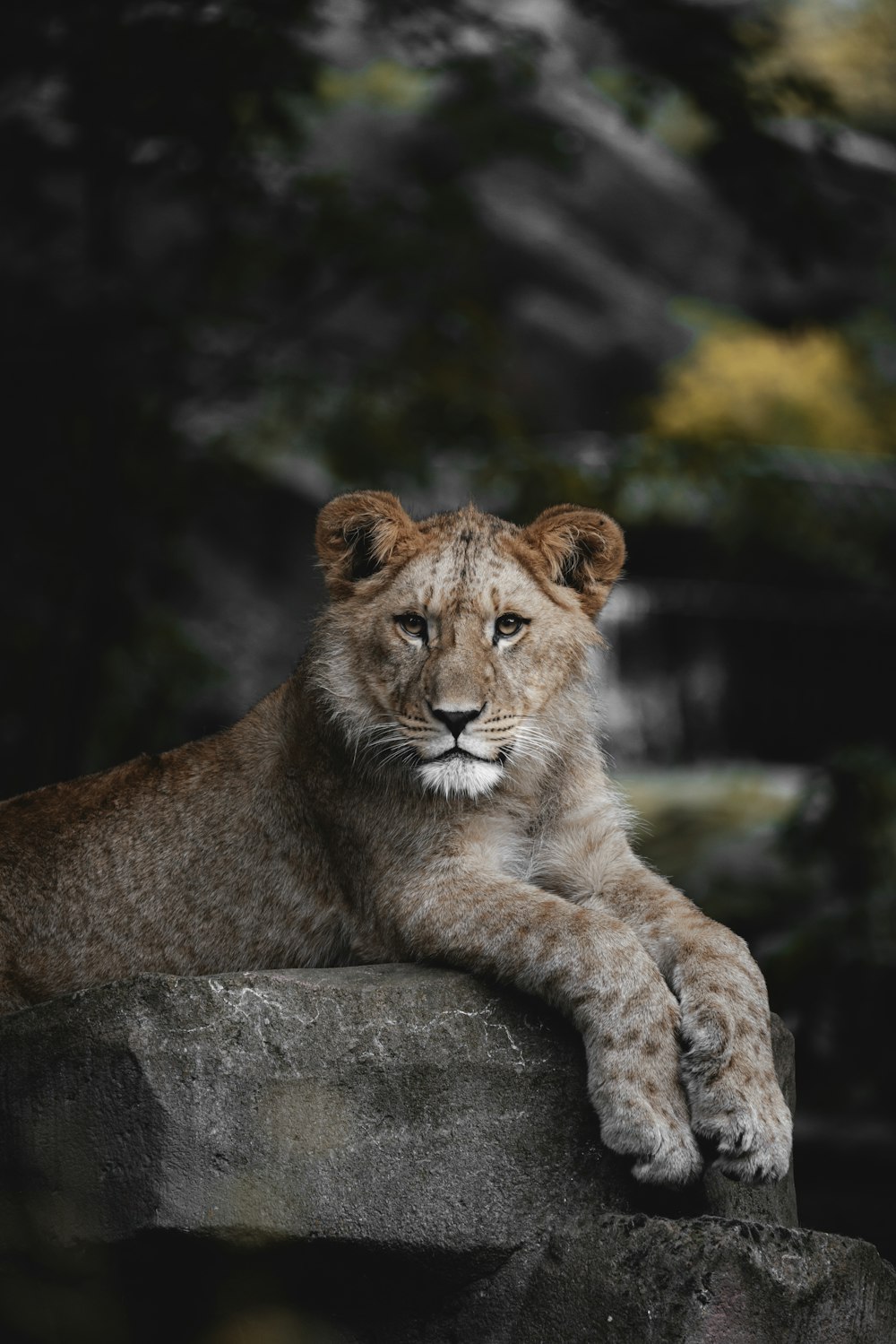 a young lion resting on a rock in a zoo