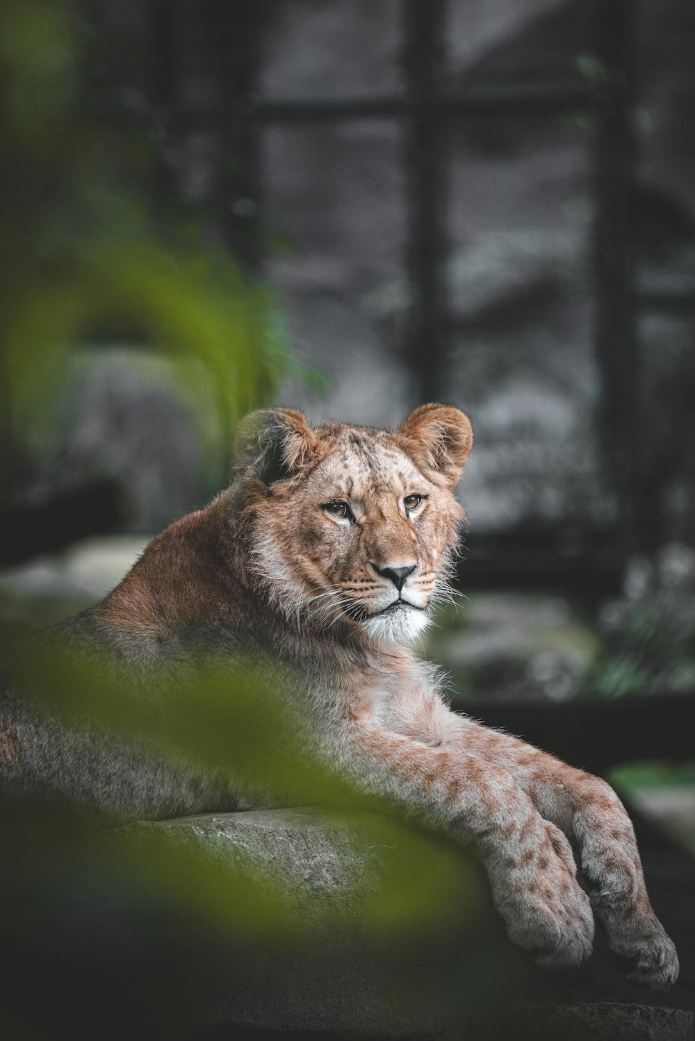 a close up of a lion laying on a rock