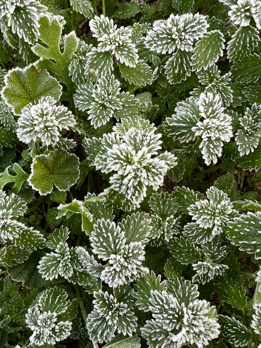 a close up of a plant with frost on it