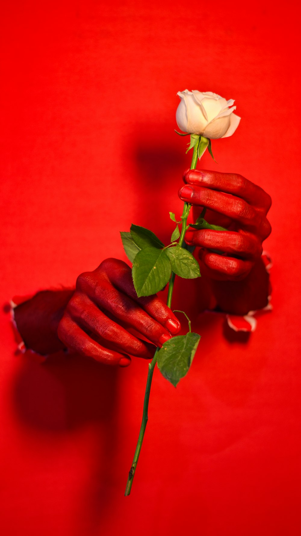 a hand holding a white rose on a red background