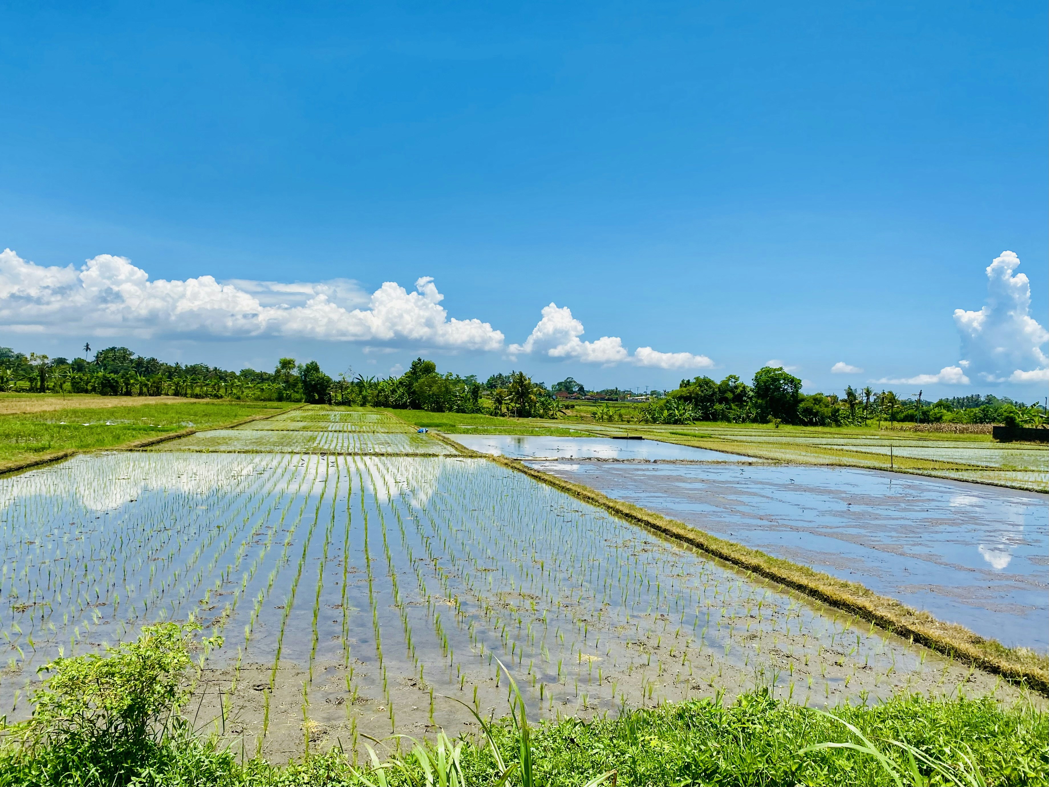 Photo by deepavalig