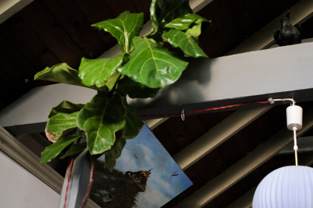 a potted plant hanging from the ceiling of a room