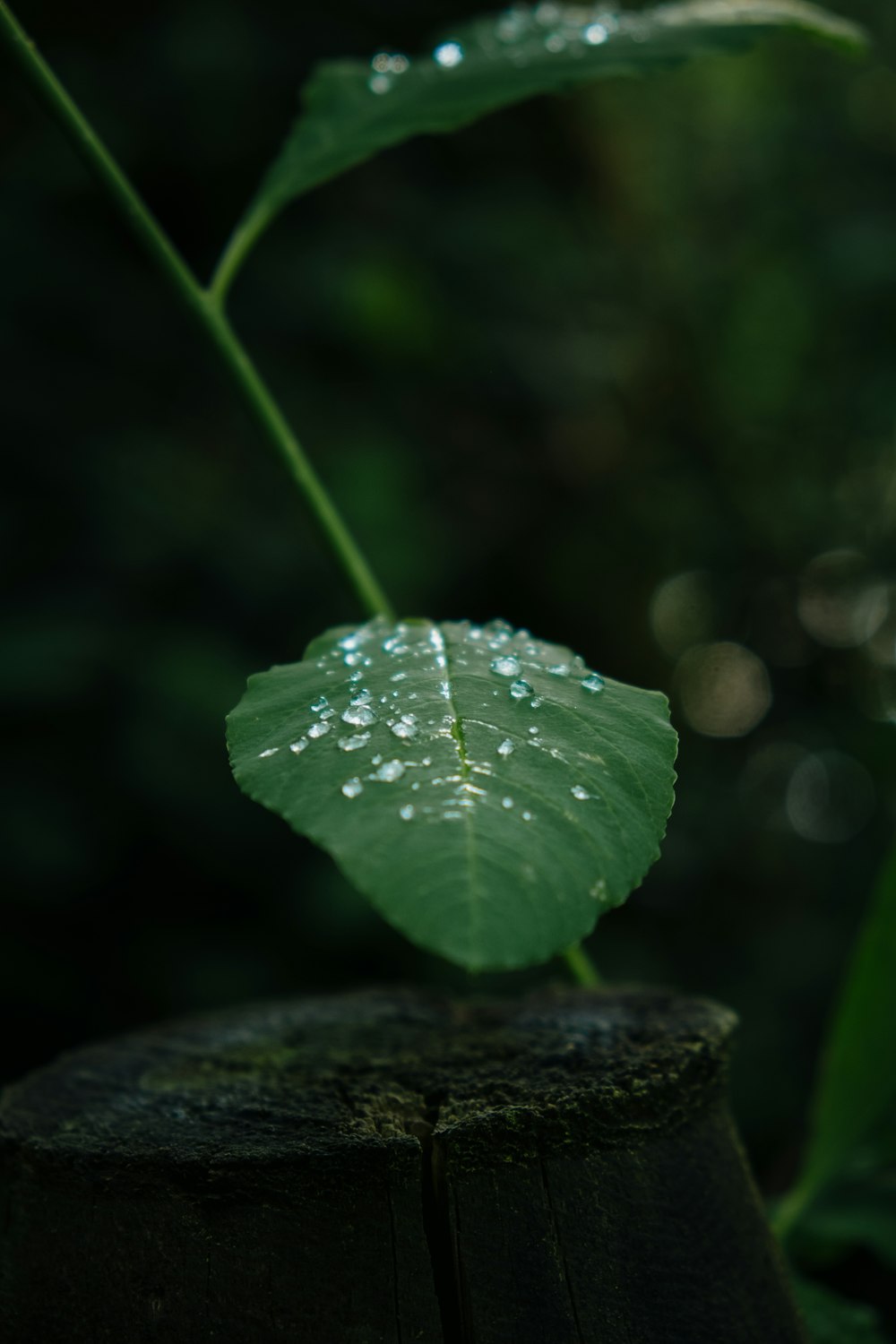 a green leaf with water droplets on it