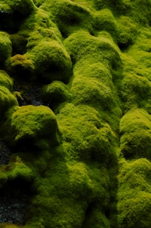 moss growing on the side of a building