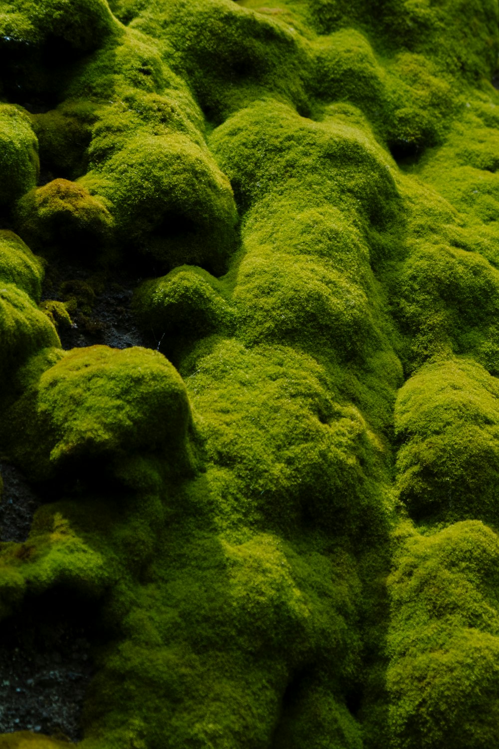 moss growing on the side of a building