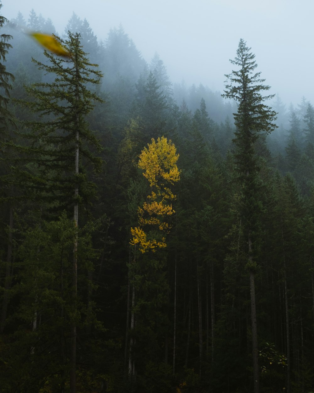 Ein nebliger Wald mit vielen Bäumen