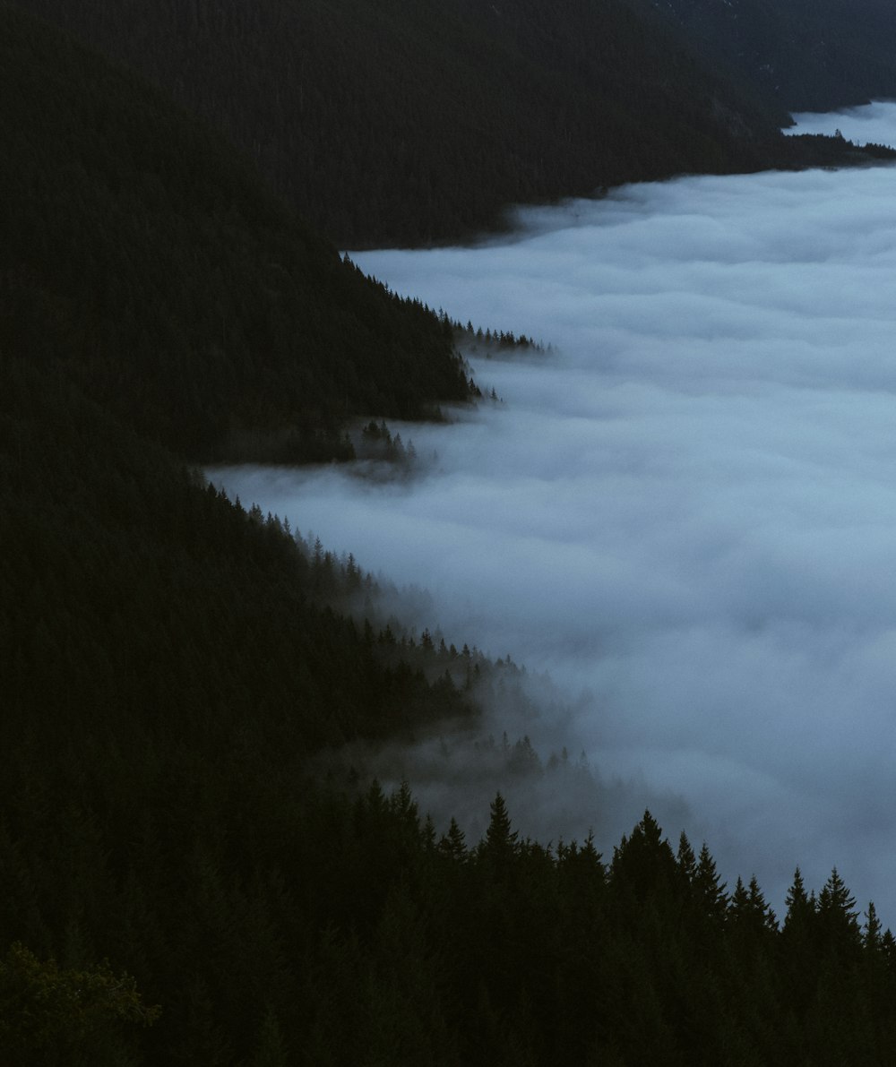 a view of a forest covered in fog