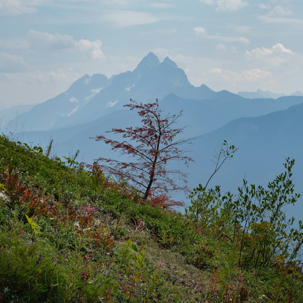 a lone tree on a grassy hill with mountains in the background