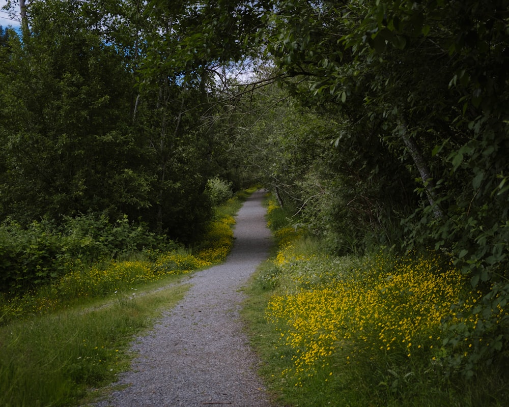 a path in the middle of a forest with yellow flowers