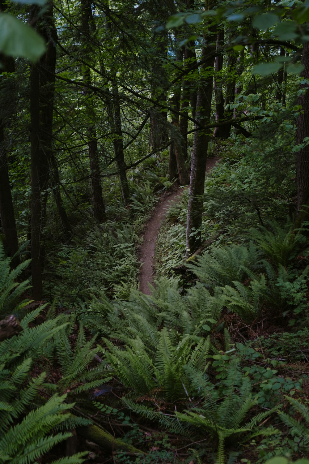 uma trilha no meio de uma floresta com muitas árvores