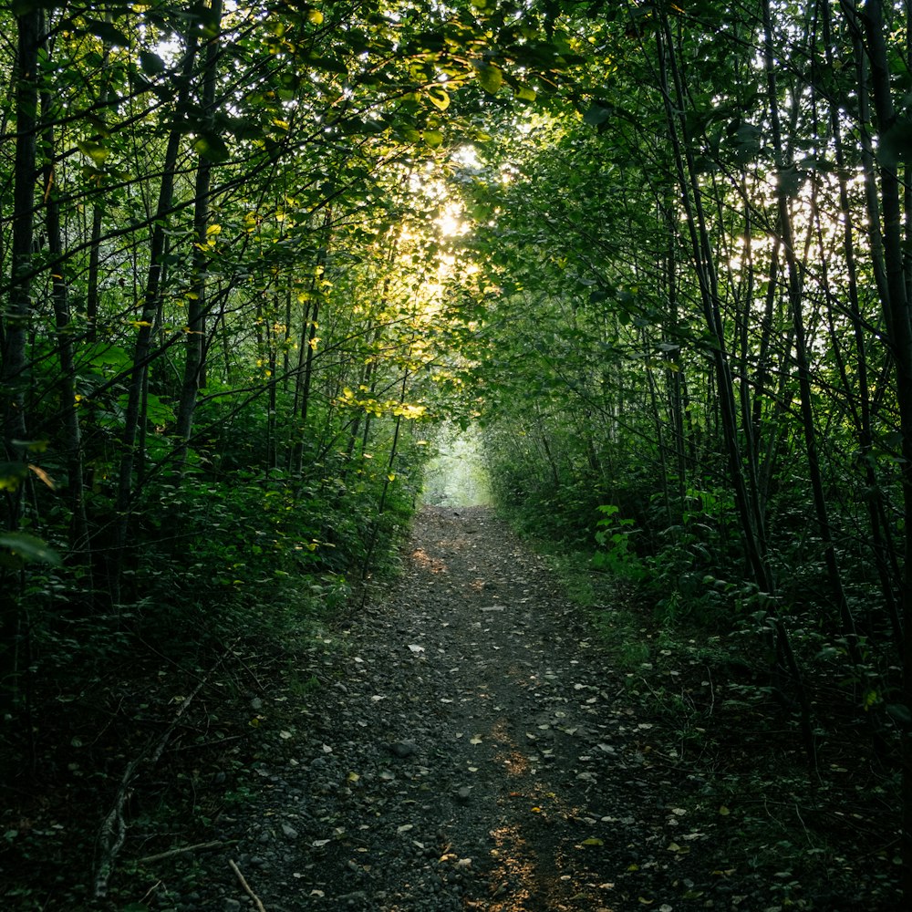 a dirt path in the middle of a forest