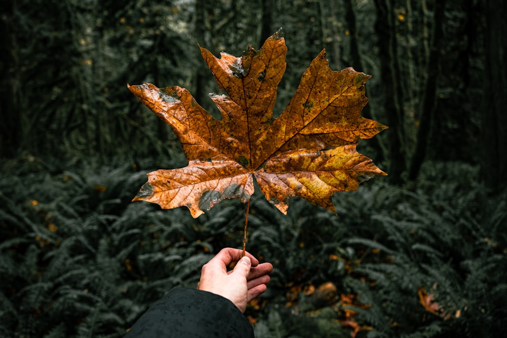 a person holding a leaf in a forest